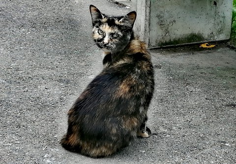 кот