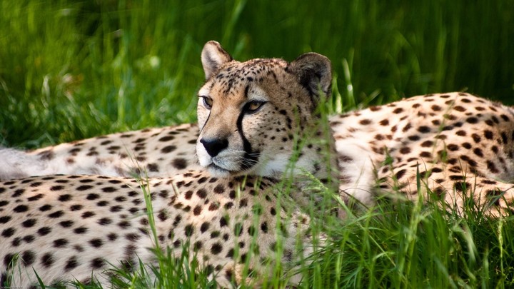 ho un jaguar. roar!!!