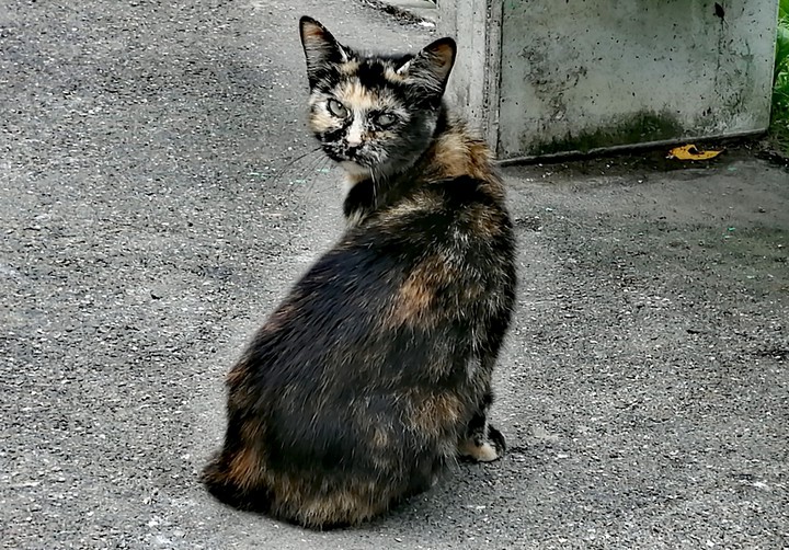 кот