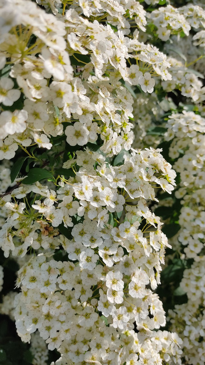 цветы