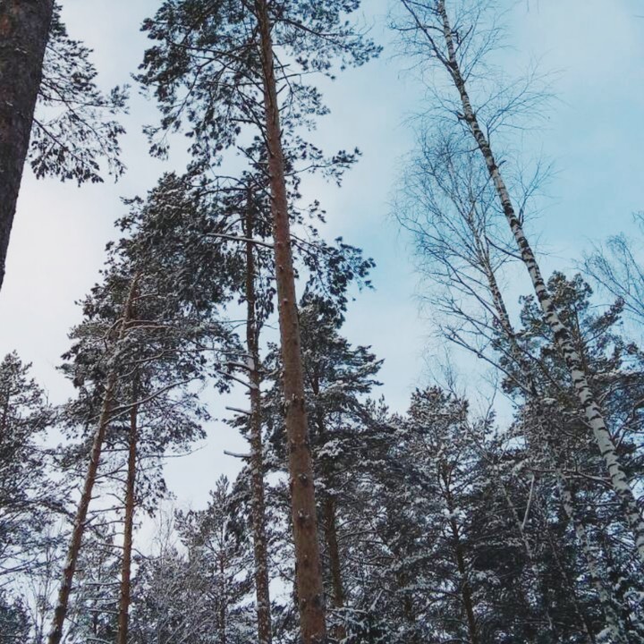 лесное небо