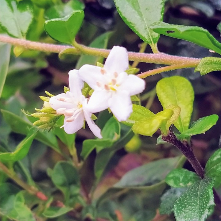 flower