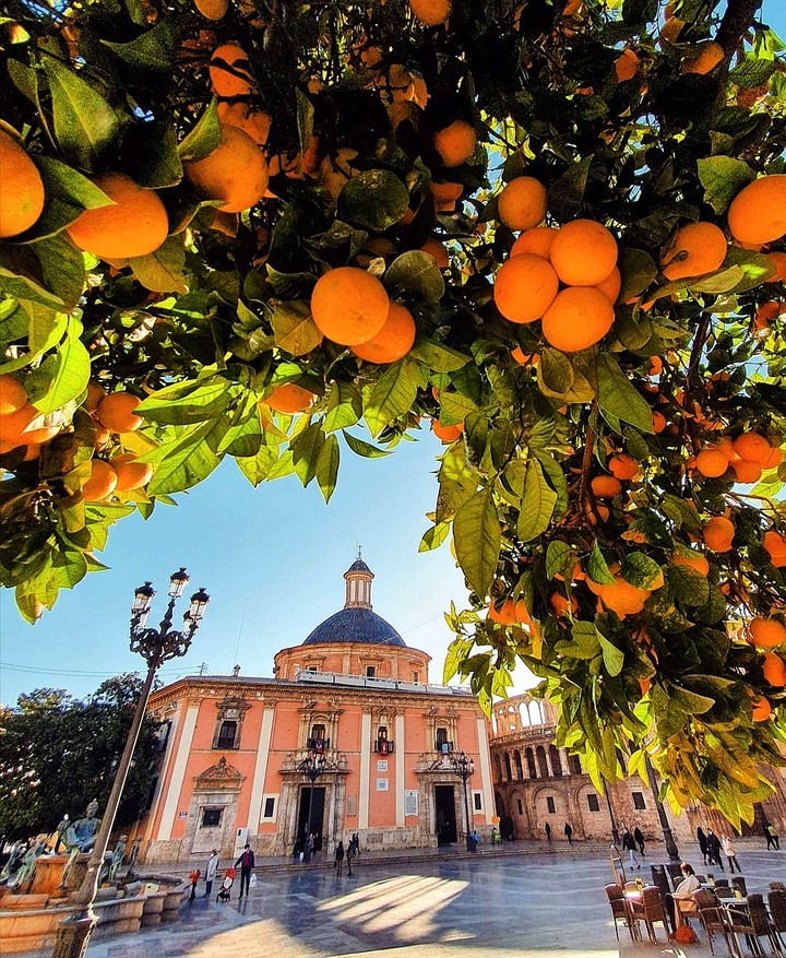 Valencia Oranges
