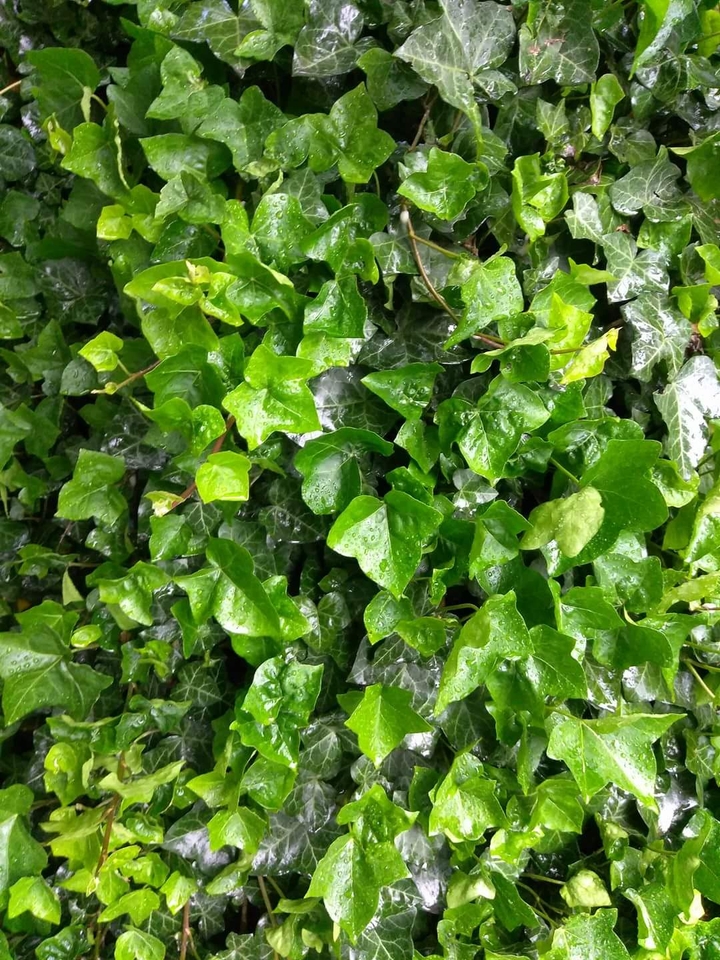 Ivy,Ivy and more Ivey!