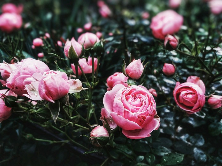 flowers