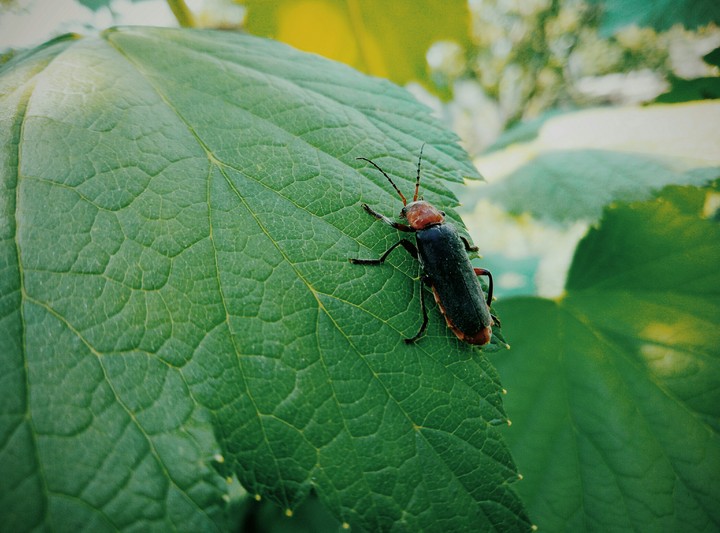 Insect