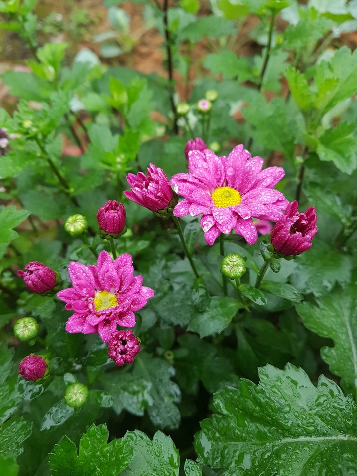 flowers
