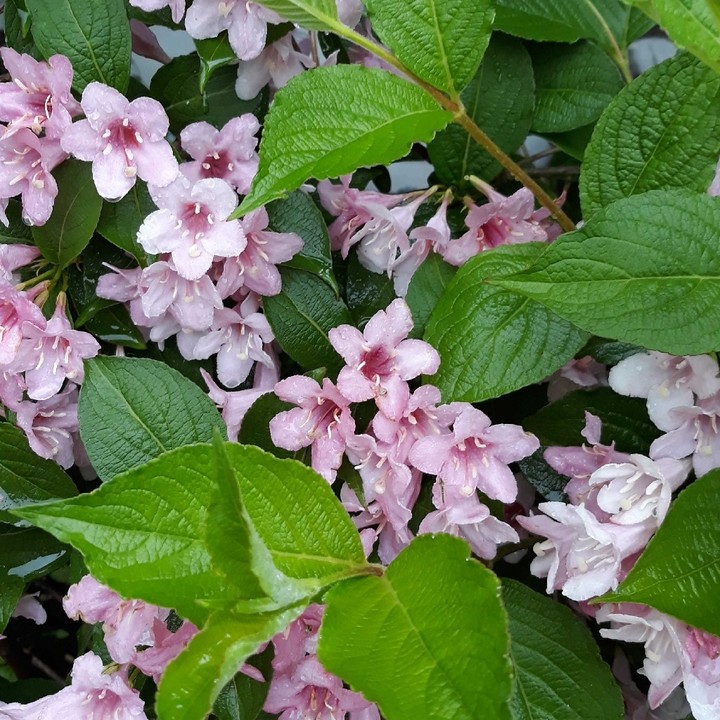 roz