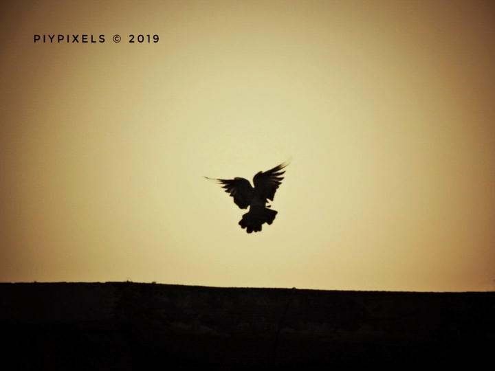 Bird