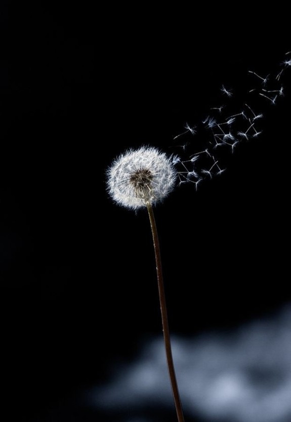 dandelion seeds