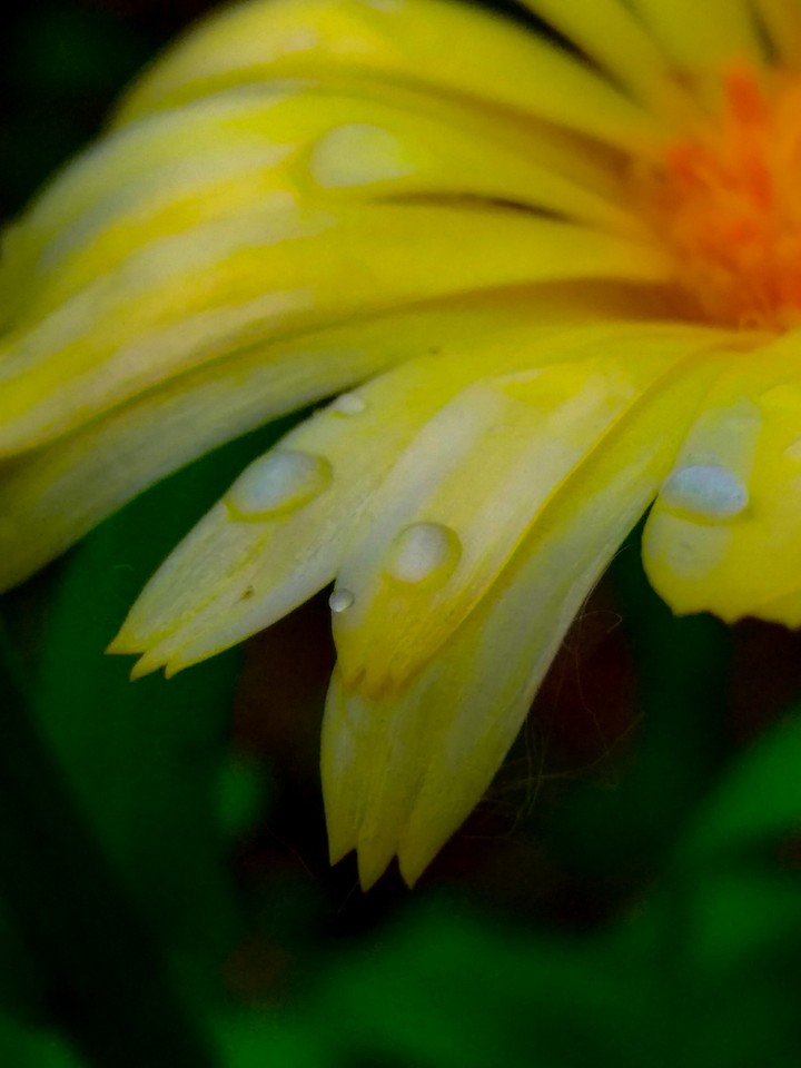 Sunny flower
