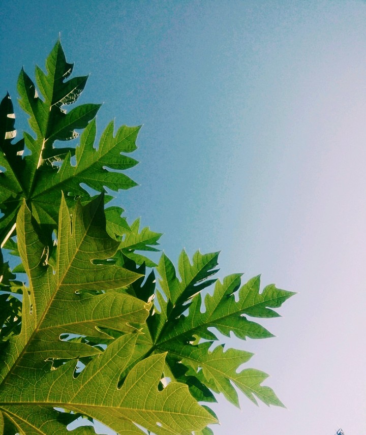 Blue in the sky