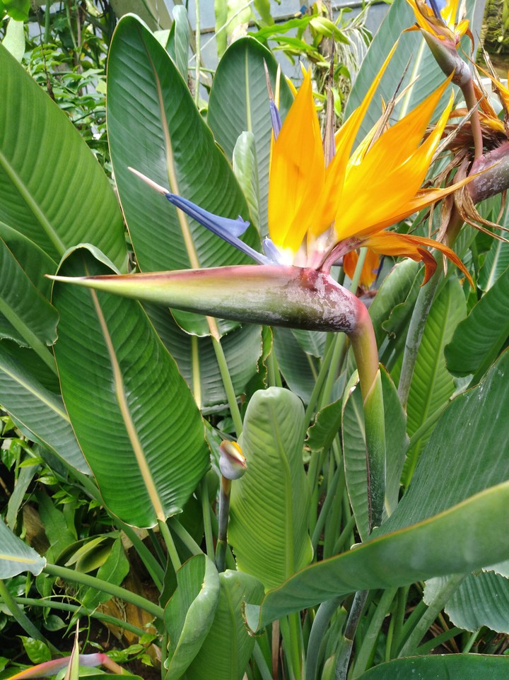 Plant