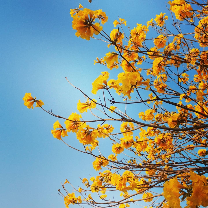 Golden Trumpet-tree