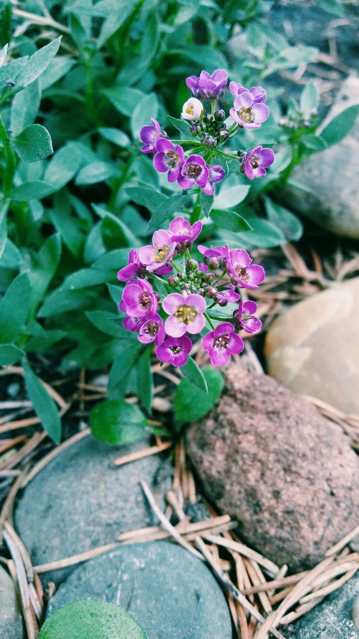 Purple flowers