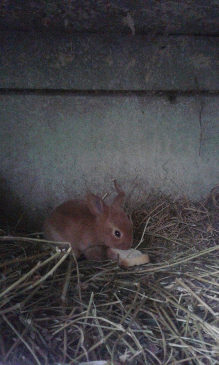 bébé lapin et son pain