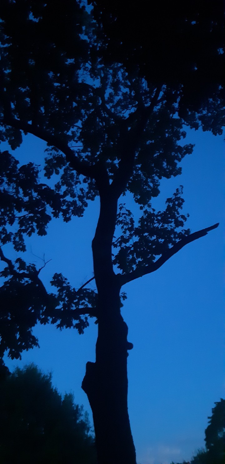 tree in the sky