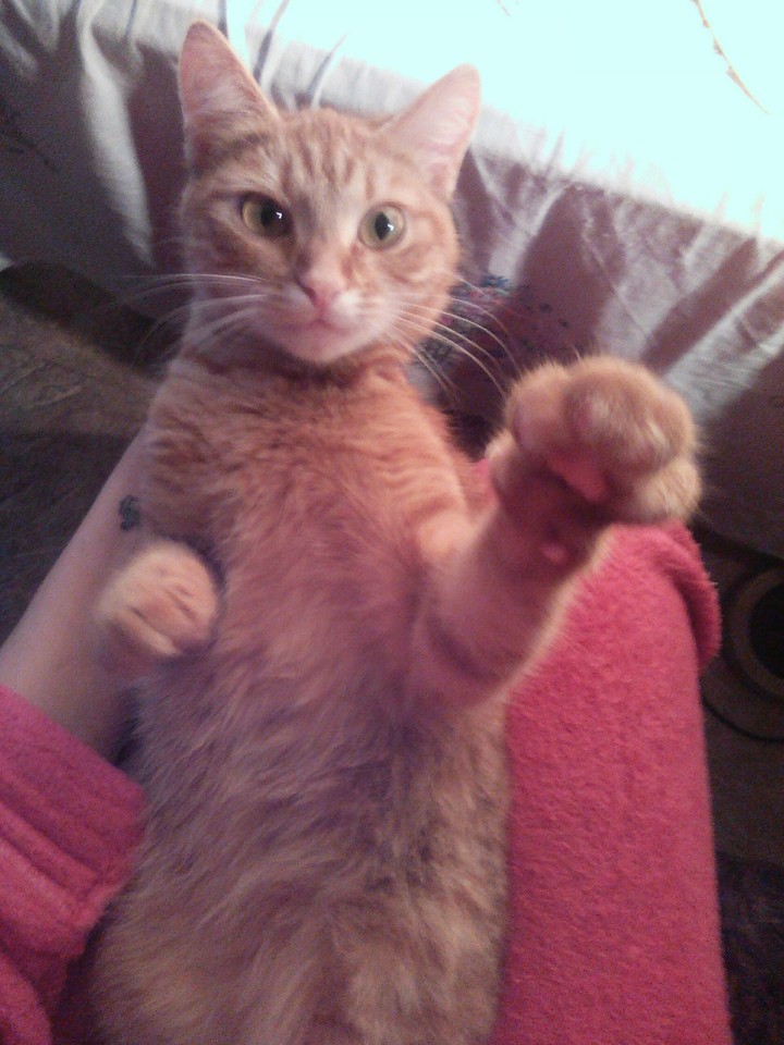 cat