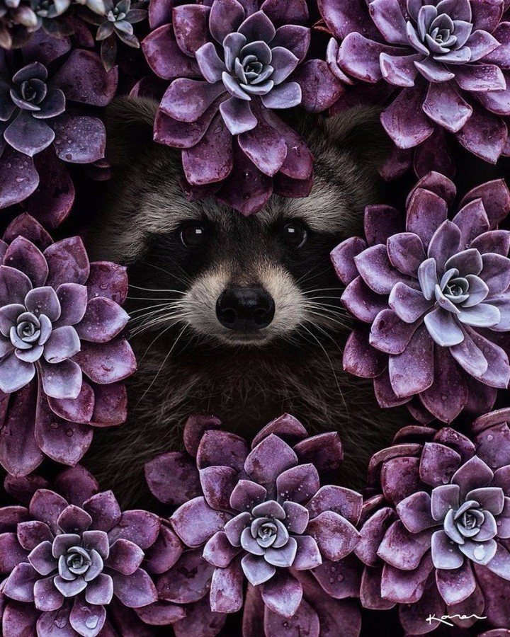 Purple succulents and raccoon