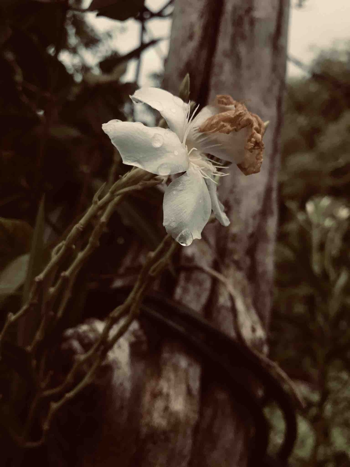 oleander