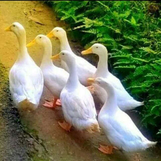 swam