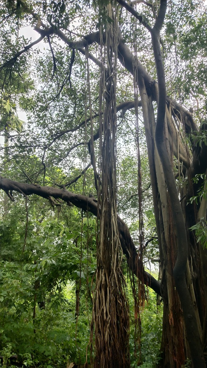 Forest Beauty