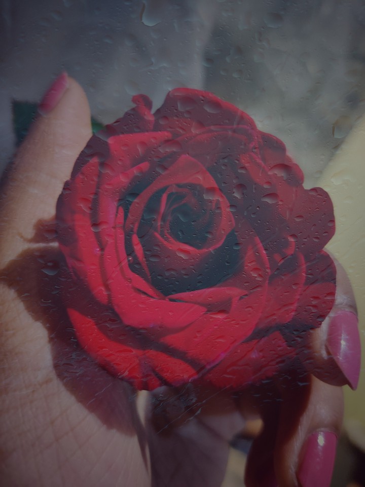 RED ROSE