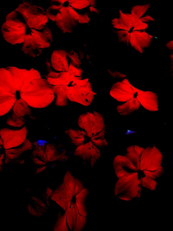 Edited pic of winter flowers in my garden.