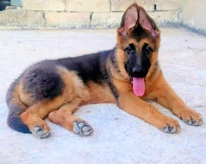 My beautiful dog loyal