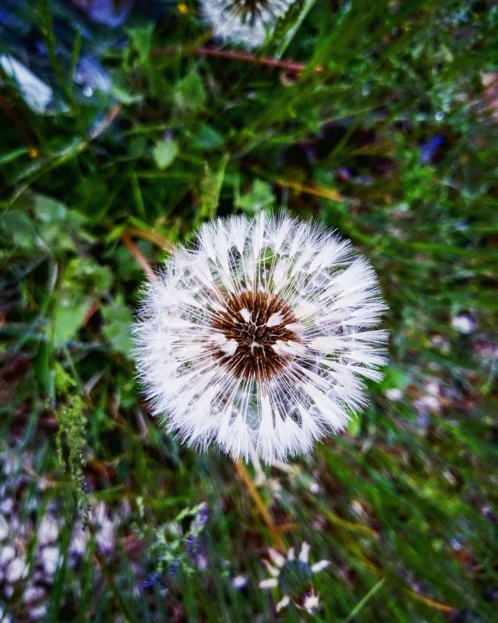 soffione