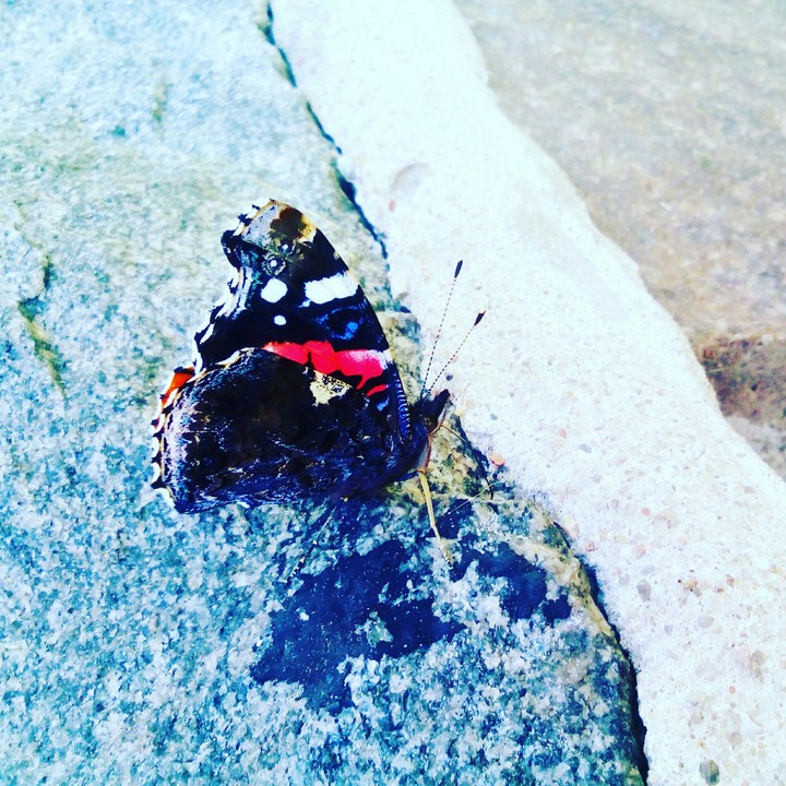 Beauty Butterfly