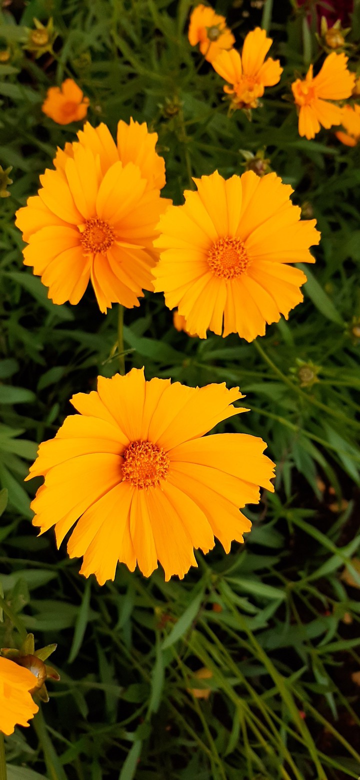 flowers