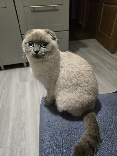 tapety felidae, carnivores