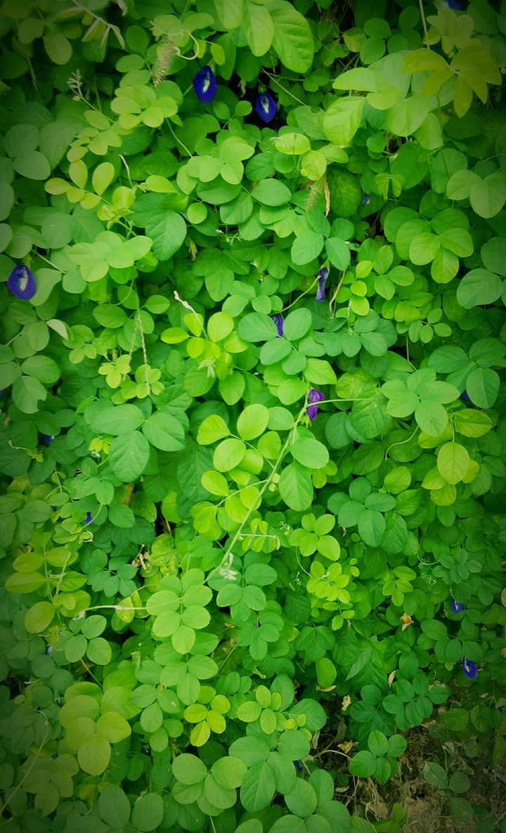 the green leaf