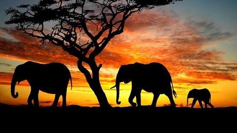 Elephants