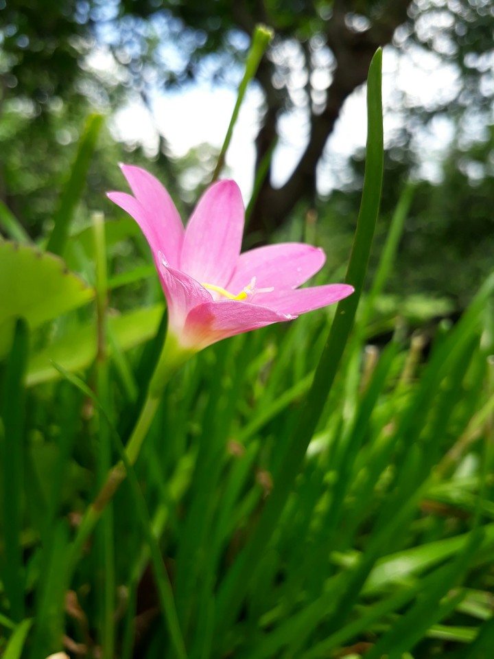 Lily