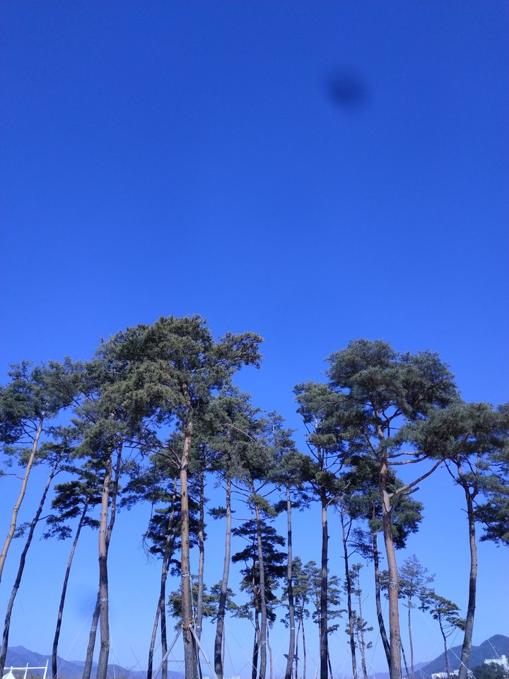 하늘과 나무