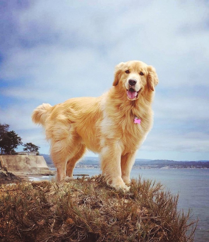 puppy