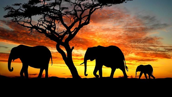 Elephants