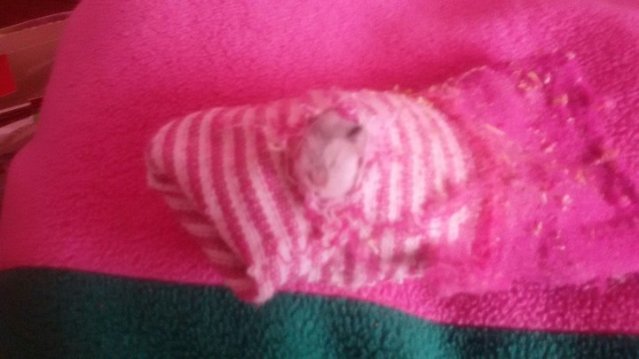 Hamster says hello