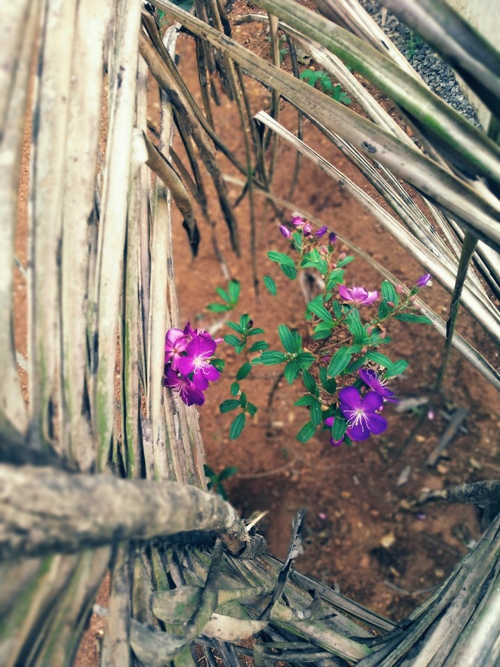 New Plant
