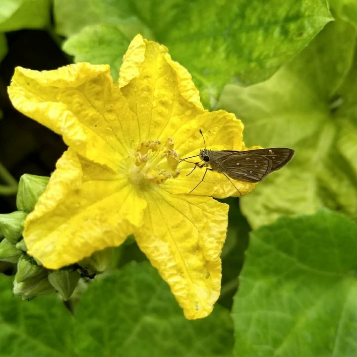 Little Butterfly