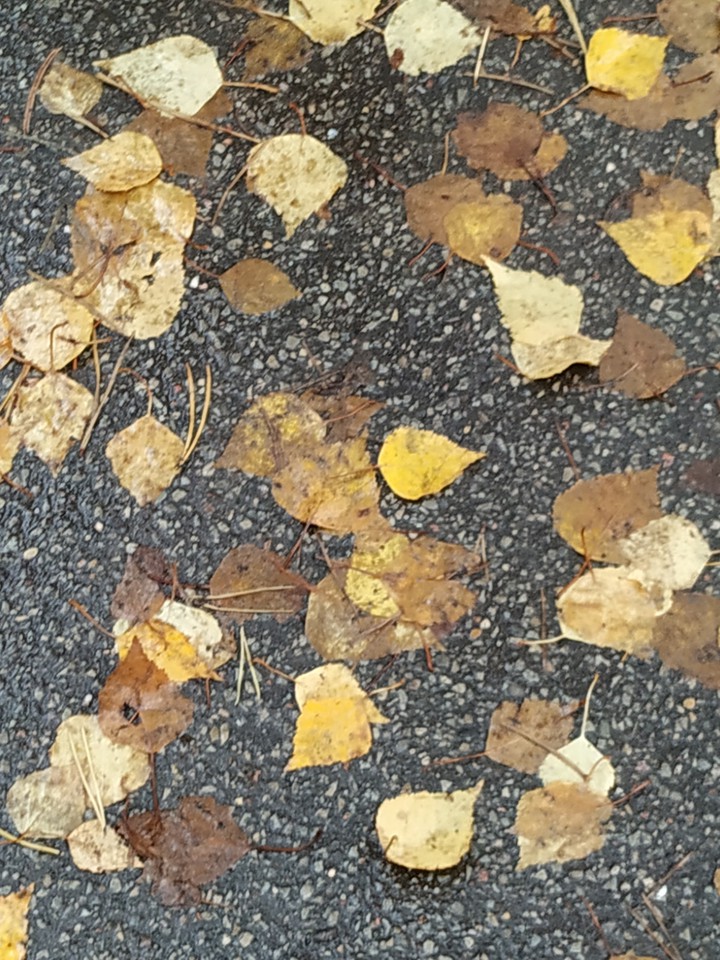 leaves