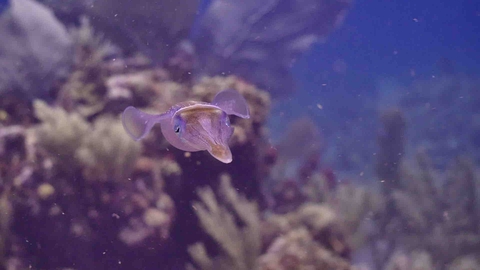 calamari ! ????????????