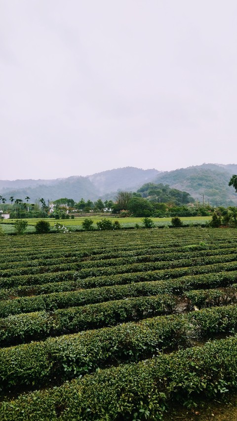 tea garden