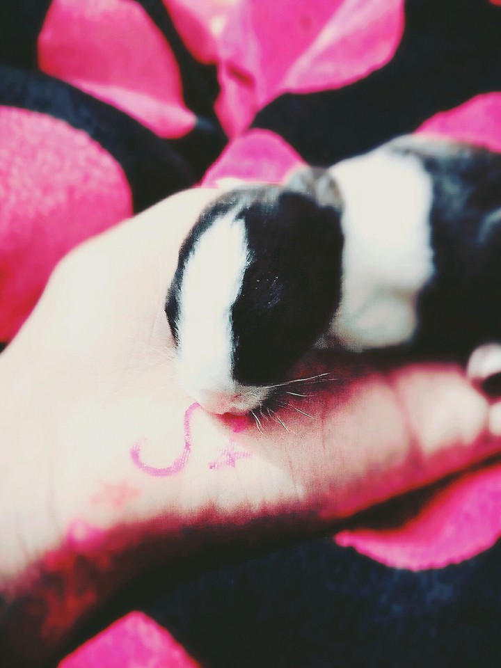cute rabbit
