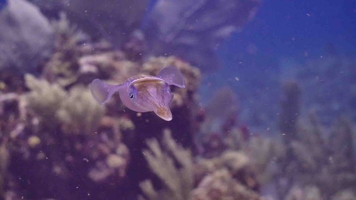 calamari ! ????????????