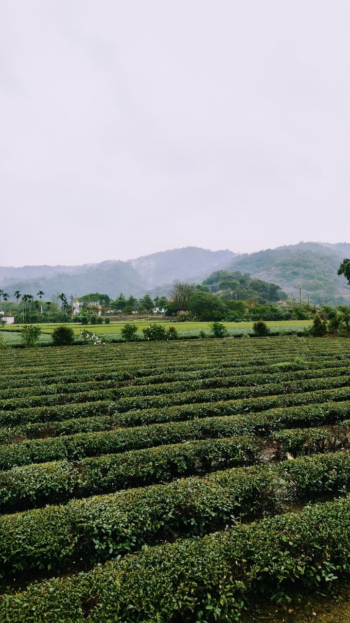 tea garden