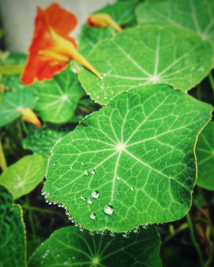 droplets on nasturtium