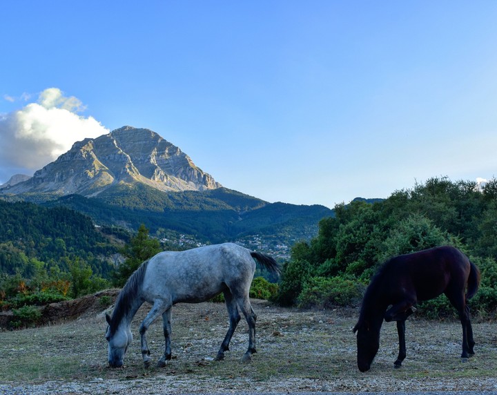 The horses